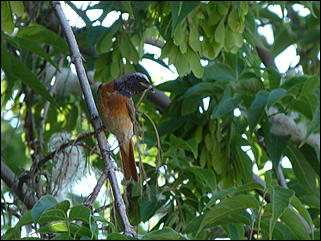 26 июнь 2012 г., Барнаул   "Малиновки заслышав голосок": "ленивый" репортаж из окна