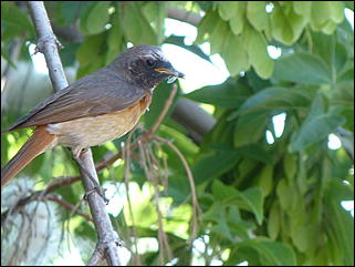 26 июнь 2012 г., Барнаул   "Малиновки заслышав голосок": "ленивый" репортаж из окна
