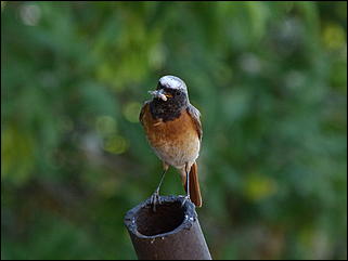 26 июнь 2012 г., Барнаул   "Малиновки заслышав голосок": "ленивый" репортаж из окна