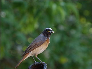 26 июнь 2012 г., Барнаул   "Малиновки заслышав голосок": "ленивый" репортаж из окна