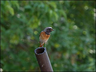 26 июнь 2012 г., Барнаул   "Малиновки заслышав голосок": "ленивый" репортаж из окна