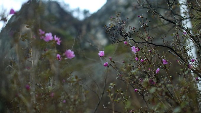 29 апреля 2018 г., Бирюзовая Катунь. Екатерина Смолихина   Праздника цветение: как маральник собрал на Алтае тысячи туристов