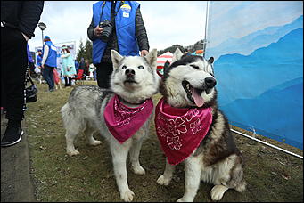 29 апреля 2018 г., Бирюзовая Катунь. Екатерина Смолихина   Праздника цветение: как маральник собрал на Алтае тысячи туристов