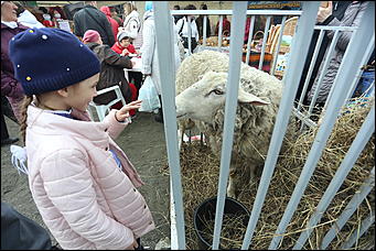 29 апреля 2018 г., Бирюзовая Катунь. Екатерина Смолихина   Праздника цветение: как маральник собрал на Алтае тысячи туристов