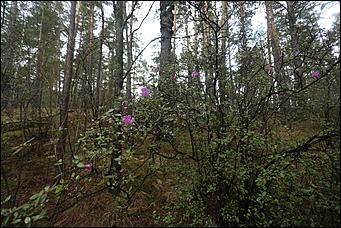 29 апреля 2018 г., Бирюзовая Катунь. Екатерина Смолихина   Праздника цветение: как маральник собрал на Алтае тысячи туристов