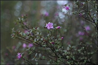 29 апреля 2018 г., Бирюзовая Катунь. Екатерина Смолихина   Праздника цветение: как маральник собрал на Алтае тысячи туристов