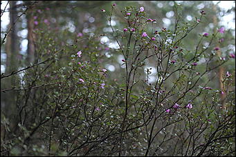 29 апреля 2018 г., Бирюзовая Катунь. Екатерина Смолихина   Праздника цветение: как маральник собрал на Алтае тысячи туристов