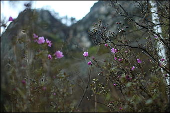 29 апреля 2018 г., Бирюзовая Катунь. Екатерина Смолихина   Праздника цветение: как маральник собрал на Алтае тысячи туристов