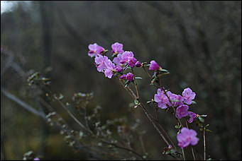 29 апреля 2018 г., Бирюзовая Катунь. Екатерина Смолихина   Праздника цветение: как маральник собрал на Алтае тысячи туристов