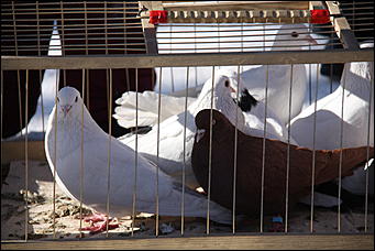 26 февраль 2012 г., Барнаул   Масленица с радио «Юмор FM»