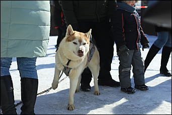 14 марта 2021 г., Барнаул   Масленица - 2021 в Барнауле