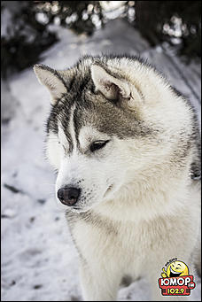    Масленица "Блин, комON!" 