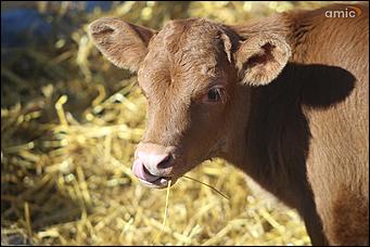10 марта 2019 г., Барнаул. Екатерина Смолихина   Забег петухов, метание блинов и сжигание чучела: масленичные гулянья в Барнауле