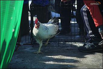 10 марта 2019 г., Барнаул. Екатерина Смолихина   Забег петухов, метание блинов и сжигание чучела: масленичные гулянья в Барнауле