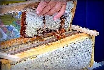 14 август 2013 г., Барнаул   Ярмарка "Медовый Спас на Алтае"