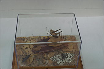 8 февраля, Барнаул   «Чудеса под микроскопом» в Барнауле