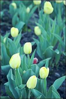 15-16 мая 2010 г., Барнаул   Барнаульская "Музейная ночь-2010"