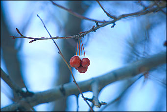 5 декабря 2018 г., Барнаул. Екатерина Смолихина   Тепло ли тебе, девица: Барнаул в условиях экстремальных холодов