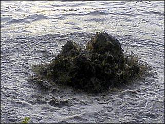 14 мая 2007 г., Барнаул   Потоп после дождя в Барнауле