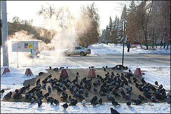 28 ноябрь 2016 г., Барнаул © Амител Вячеслав Мельников   "А зима будет большая". Каким выдался ноябрь в этом году. Фоторепортаж 