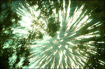 30 августа 2008 г., Барнаул   Праздничный фейерверк "С Днем рождения Барнаул"