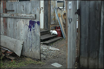 10 ноября 2017 г., Барнаул. Екатерина Смолихина   Фотопрогулка по барнаульской Кубе