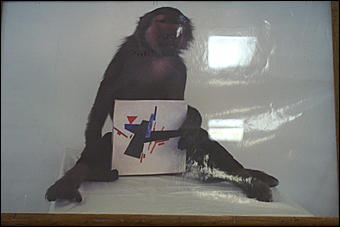 1 февраля, Барнаул   "Синие носы" делают вызов Барнаулу