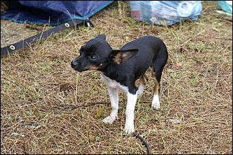 28 июля 2007 г., Курайская степь   2-ой Всероссийский внедорожный фестиваль «Алтай 2007»