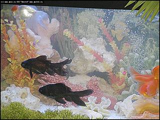    Выставка цветов