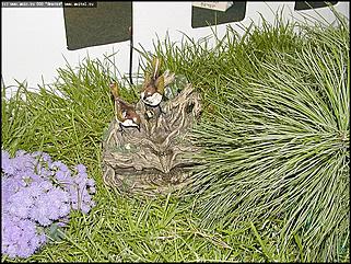    Выставка цветов