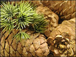    Открытие X выставки-ярмарки "Алтайская Нива. Алтайагротех-2004"