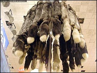    Выставка-ярмарка "Алтайская Нива. Алтайагротех - 2003"