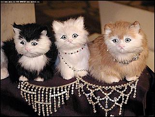    "Индустрия красоты" и "Индустрия моды"