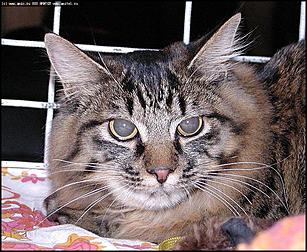    Бал-маскарад кошек