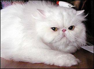    Бал-маскарад кошек