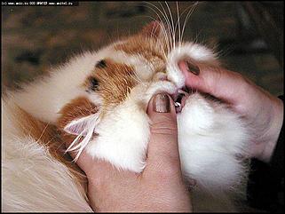    Бал-маскарад кошек