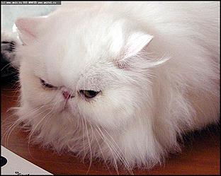    Бал-маскарад кошек