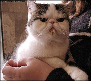    Бал-маскарад кошек