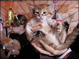    Бал-маскарад кошек