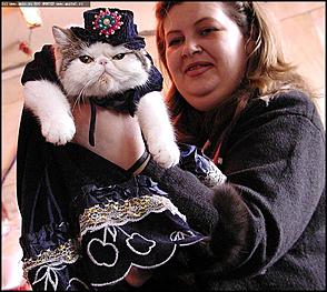    Бал-маскарад кошек