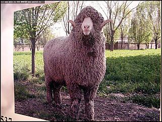    Выставка научно-технических достижений Синьцзян-Уйгурского автономного района КНР "Высокие технологии Китая на Алтайской земле".