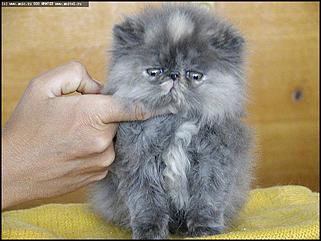    Выставки народного промысла