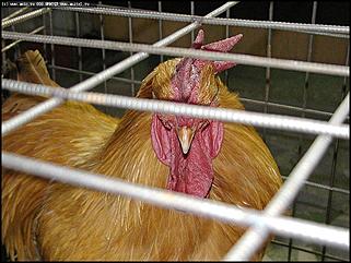    Выставки народного промысла