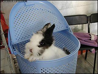    Выставки народного промысла