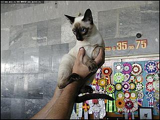    Выставки народного промысла