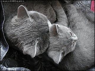    Выставки народного промысла