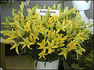    Выставка цветов