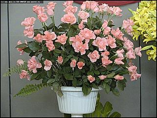    Выставка цветов