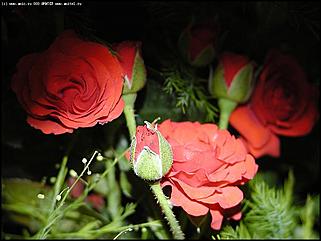    Выставка цветов