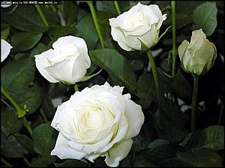    Выставка цветов